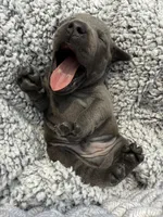 Little Bit (Boy), a male Staffordshire Bull Terrier for sale in Dawsonville, GA – Photo 2 of 8