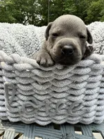 Little Bit (Boy), a male Staffordshire Bull Terrier for sale in Dawsonville, GA – Photo 3 of 8