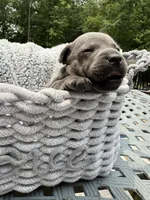 Little Bit (Boy), a male Staffordshire Bull Terrier for sale in Dawsonville, GA – Photo 1 of 8