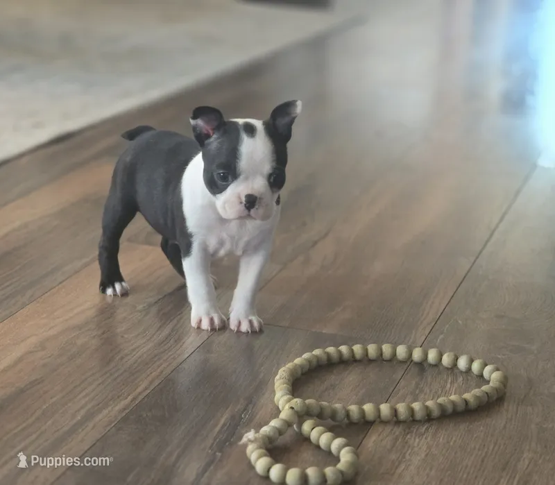 Ella – Boston Terrier puppy for sale in Brighton, CO