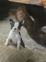 Ella, a female Boston Terrier for sale in Brighton, CO – 3 of 4
