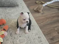 Gracie, a female Boston Terrier for sale in Brighton, CO – 4 of 4