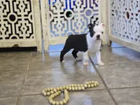 Sophie, a female Boston Terrier for sale in Brighton, CO – 2 of 3