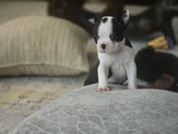 Ella, a female Boston Terrier for sale in Brighton, CO – 2 of 4