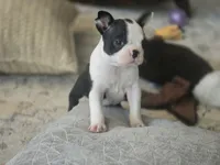 Ella, a female Boston Terrier for sale in Brighton, CO – 4 of 4
