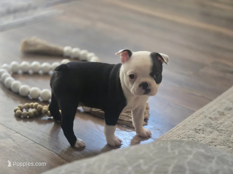 Gracie – Boston Terrier puppy for sale in Brighton, CO