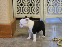 Sophie, a female Boston Terrier for sale in Brighton, CO – 3 of 3