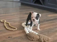 Gracie, a female Boston Terrier for sale in Brighton, CO – 2 of 4