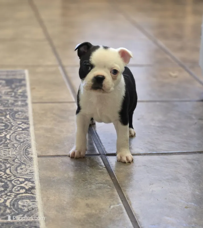 Sophie – Boston Terrier puppy for sale in Brighton, CO