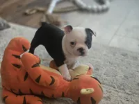 Gracie, a female Boston Terrier for sale in Brighton, CO – 3 of 4