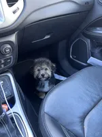 Milo, a male Maltipoo for sale in McDonough, GA – 5 of 7