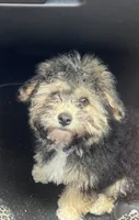 Milo, a male Maltipoo for sale in McDonough, GA – 3 of 7