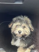 Milo, a male Maltipoo for sale in McDonough, GA – 7 of 7