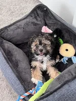 Milo, a male Maltipoo for sale in McDonough, GA – 2 of 7