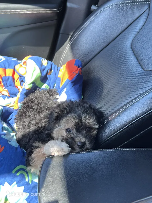 Milo – Maltipoo puppy for sale in McDonough, GA