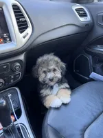 Milo, a male Maltipoo for sale in McDonough, GA – 6 of 7
