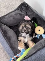 Milo, a male Maltipoo for sale in McDonough, GA – 1 of 7