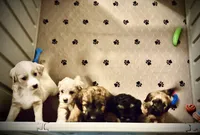 Mr. Butter Cup, a male Goldendoodle and Miniature Goldendoodle for sale in Cape Coral, FL – Photo 3 of 9