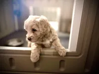 Mr. Butter Cup, a male Goldendoodle and Miniature Goldendoodle for sale in Cape Coral, FL – Photo 7 of 9