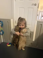 Mr. Butter Cup, a male Goldendoodle and Miniature Goldendoodle for sale in Cape Coral, FL – Photo 6 of 9