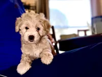 Mr. Butter Cup, a male Goldendoodle and Miniature Goldendoodle for sale in Cape Coral, FL – Photo 2 of 9