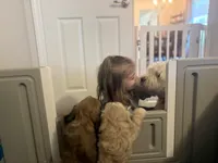 Mr. Butter Cup, a male Goldendoodle and Miniature Goldendoodle for sale in Cape Coral, FL – Photo 5 of 9