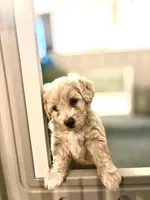 Mr. Butter Cup, a male Goldendoodle and Miniature Goldendoodle for sale in Cape Coral, FL – Photo 4 of 9