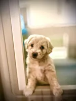 Mr. Butter Cup, a male Goldendoodle and Miniature Goldendoodle for sale in Cape Coral, FL – Photo 1 of 9