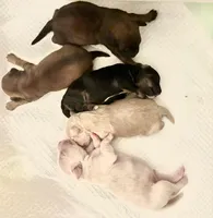 Mr. Van, a male Goldendoodle and Miniature Goldendoodle for sale in Cape Coral, FL – Photo 8 of 10