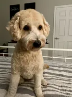 Mr. Van, a male Goldendoodle and Miniature Goldendoodle for sale in Cape Coral, FL – Photo 10 of 10