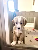 Mr. Van, a male Goldendoodle and Miniature Goldendoodle for sale in Cape Coral, FL – Photo 2 of 10