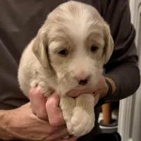 Mr. Van, a male Goldendoodle and Miniature Goldendoodle for sale in Cape Coral, FL – Photo 7 of 10