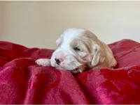Mr. Van, a male Goldendoodle and Miniature Goldendoodle for sale in Cape Coral, FL – Photo 6 of 10