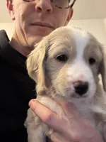 Mr. Van, a male Goldendoodle and Miniature Goldendoodle for sale in Cape Coral, FL – Photo 5 of 10