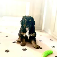 processed/777016b2-00ba-431c-beff-15bf760b3bed/listing/4767cbb6-d924-4319-b4bf-a554d387ef93/2e0bb3db-62c9-4ae0-893e-250ecfa5bcf2