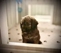 Mr. Moose, a male Goldendoodle and Miniature Goldendoodle for sale in Cape Coral, FL – Photo 2 of 10