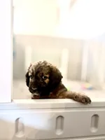 Mr. Moose, a male Goldendoodle and Miniature Goldendoodle for sale in Cape Coral, FL – Photo 3 of 10