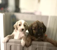 Mr. Moose, a male Goldendoodle and Miniature Goldendoodle for sale in Cape Coral, FL – Photo 5 of 10