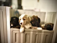 Mr. Moose, a male Goldendoodle and Miniature Goldendoodle for sale in Cape Coral, FL – Photo 8 of 10