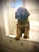 Mr. Moose, a male Goldendoodle and Miniature Goldendoodle for sale in Cape Coral, FL – Photo 7 of 10