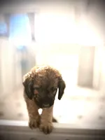 Mr. Moose, a male Goldendoodle and Miniature Goldendoodle for sale in Cape Coral, FL – Photo 4 of 10