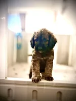 Mr. Moose, a male Goldendoodle and Miniature Goldendoodle for sale in Cape Coral, FL – Photo 1 of 10