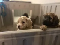 Miss Heavenly, a female Goldendoodle and Miniature Goldendoodle for sale in Cape Coral, FL – Photo 4 of 10