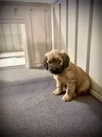 Miss Heavenly, a female Goldendoodle and Miniature Goldendoodle for sale in Cape Coral, FL – Photo 1 of 10