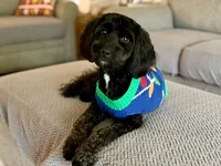 Miss Heavenly, a female Goldendoodle and Miniature Goldendoodle for sale in Cape Coral, FL – Photo 8 of 10