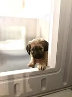 Miss Heavenly, a female Goldendoodle and Miniature Goldendoodle for sale in Cape Coral, FL – Photo 2 of 10