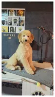 Scarlet, a female Goldendoodle for sale in Youngstown, OH – Photo 1 of 3