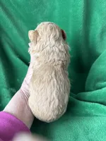 processed/7772ab00-c302-481e-bd8b-f39243a75bb2/listing/02d4a41d-e7a3-43f2-b6da-fdf055f5f41c/33193da9-7e99-4171-8617-0ccefa9f5062