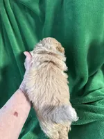 T2, a male Shih Tzu for sale in Belding, MI – Photo 2 of 2