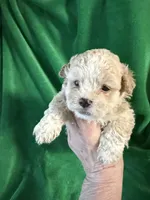 T2, a male Shih Tzu for sale in Belding, MI – Photo 1 of 2